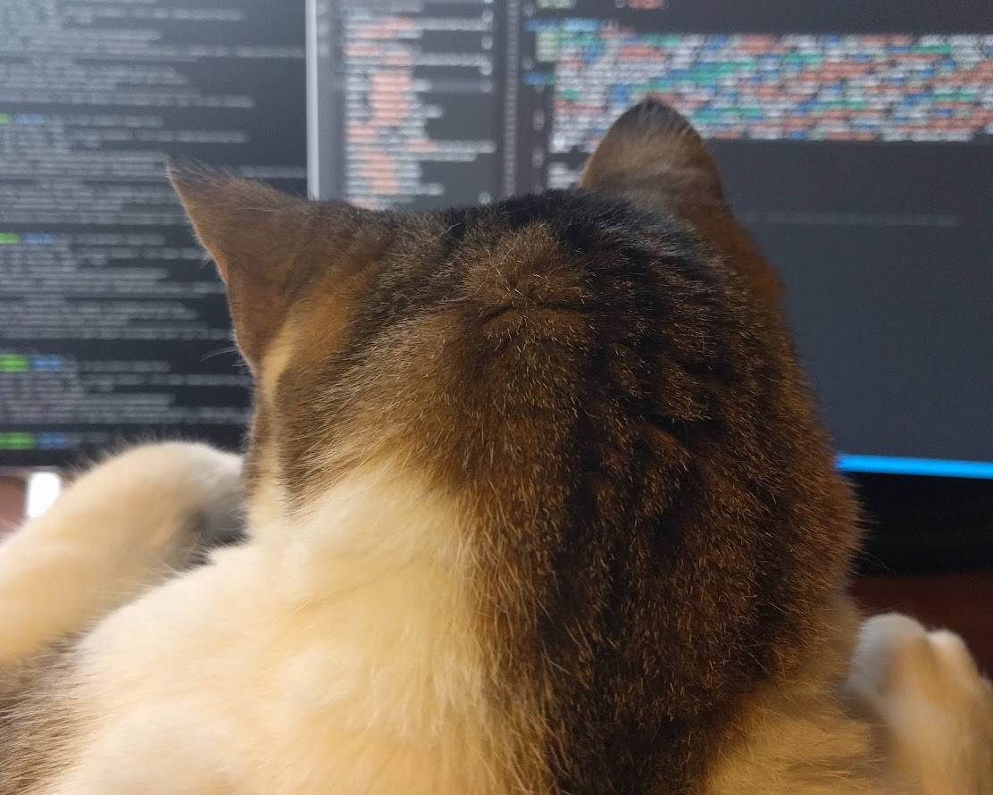 brown and white tabby cat programming at a computer